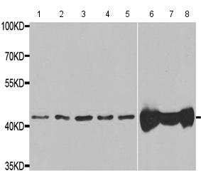 Western blot - Anti-Aspartate Aminotransferase antibody - C-terminal (AB189863)