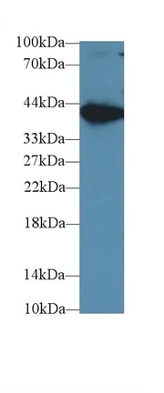 Western blot - Anti-Aspartate Aminotransferase antibody [C1] (AB239487)