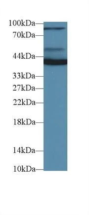 Western blot - Anti-Aspartate Aminotransferase antibody [C1] (AB239487)