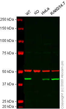 Western blot - Anti-Aspartate Aminotransferase antibody [C1] (AB239487)