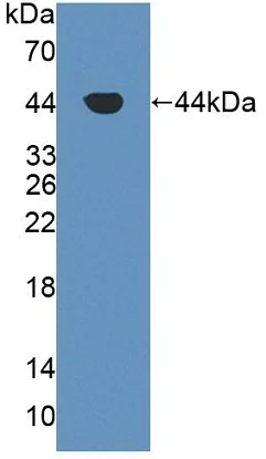 Western blot - Anti-Aspartate Aminotransferase antibody [C1] (AB239487)