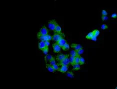 Immunocytochemistry/ Immunofluorescence - Anti-Aspartate Aminotransferase + FABP-1 antibody [EPR12145] (AB170950)