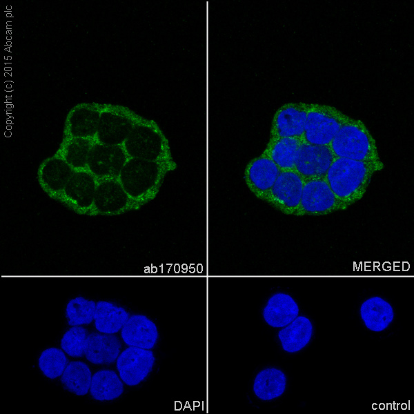 Immunocytochemistry/ Immunofluorescence - Anti-Aspartate Aminotransferase + FABP-1 antibody [EPR12145] - BSA and Azide free (AB232471)