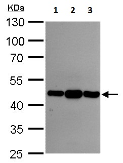 Western blot - Anti-Asporin antibody (AB154404), expandable thumbnail
