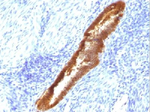 Immunohistochemistry (Formalin/PFA-fixed paraffin-embedded sections) - Anti-ASRGL1 antibody [CRASH/1289] (AB218336)