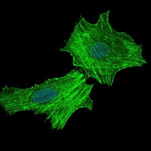 Immunocytochemistry/ Immunofluorescence - Anti-ASS1 antibody [2B10] (AB124465), expandable thumbnail