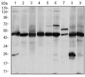 Western blot - Anti-ASS1 antibody [2B10] (AB124465)