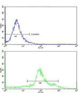 Flow Cytometry (Intracellular) - Anti-ASS1 antibody (AB191165)