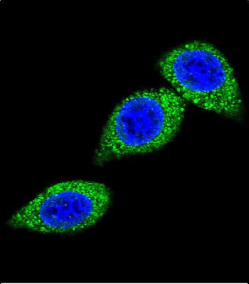Immunocytochemistry/ Immunofluorescence - Anti-ASS1 antibody (AB191165)