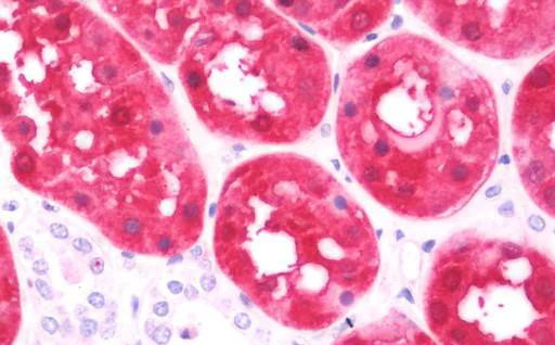 Immunohistochemistry (Formalin/PFA-fixed paraffin-embedded sections) - Anti-ASS1 antibody (AB191165)