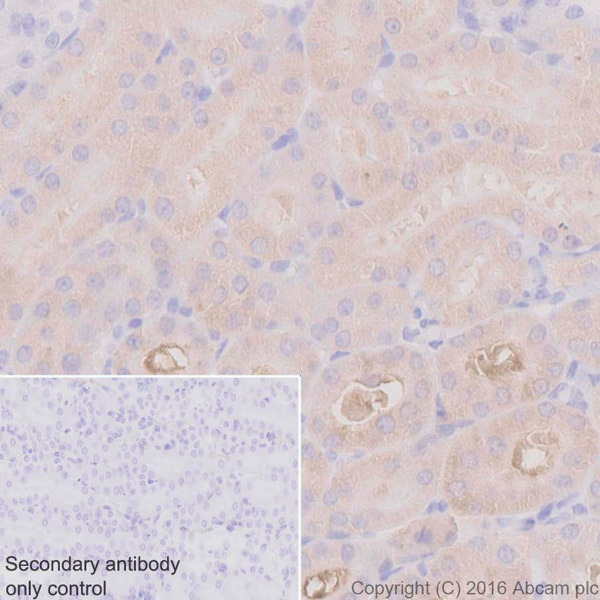 Immunohistochemistry (Formalin/PFA-fixed paraffin-embedded sections) - Anti-ASS1 antibody [EPR12398] (ab170952), expandable thumbnail