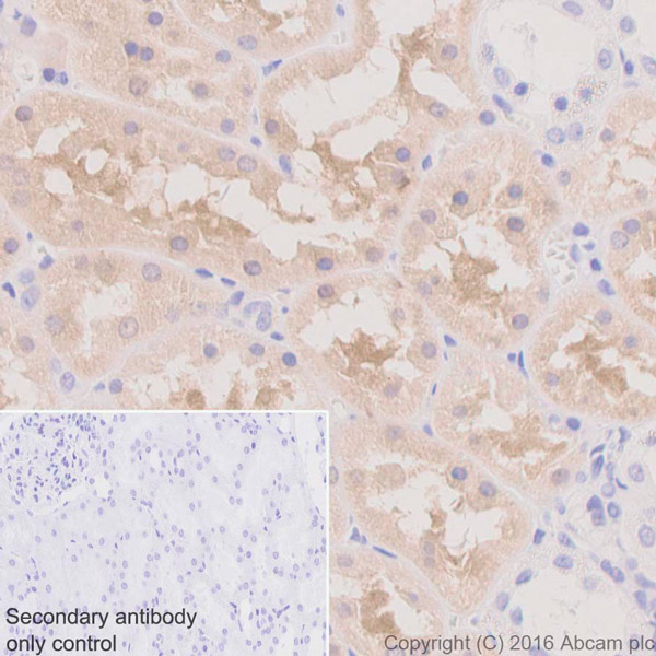 Immunohistochemistry (Formalin/PFA-fixed paraffin-embedded sections) - Anti-ASS1 antibody [EPR12398] (ab170952), expandable thumbnail
