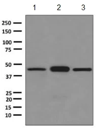 Western blot - Anti-ASS1 antibody [EPR12398] (AB170952)