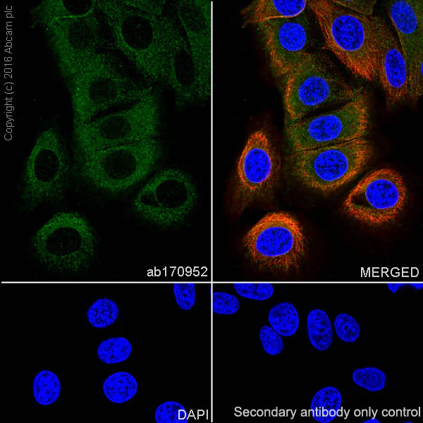 Immunocytochemistry/ Immunofluorescence - Anti-ASS1 antibody [EPR12398] - BSA and Azide free (AB231684)