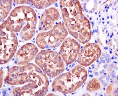 Immunohistochemistry (Formalin/PFA-fixed paraffin-embedded sections) - Anti-ASS1 antibody [EPR12398] - BSA and Azide free (ab231684), expandable thumbnail
