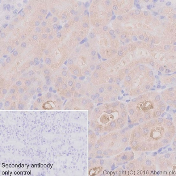 Immunohistochemistry (Formalin/PFA-fixed paraffin-embedded sections) - Anti-ASS1 antibody [EPR12398] - BSA and Azide free (ab231684), expandable thumbnail
