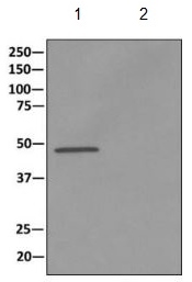 Immunoprecipitation - Anti-ASS1 antibody [EPR12398] - BSA and Azide free (ab231684), expandable thumbnail