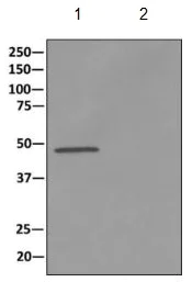 Immunoprecipitation - Anti-ASS1 antibody [EPR12398] - BSA and Azide free (AB231684)