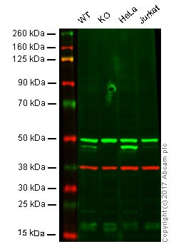 Western blot - Anti-ASS1 antibody [EPR12399(B)] - BSA and Azide free (AB249577), expandable thumbnail