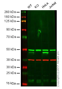 Western blot - Anti-ASS1 antibody [EPR12399(B)] - BSA and Azide free (AB249577)