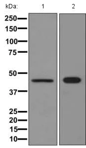 Western blot - Anti-ASS1 antibody [EPR12399(B)] - C-terminal (AB170900)