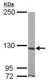 Western blot - Anti-ASTN1 antibody (AB154522), expandable thumbnail
