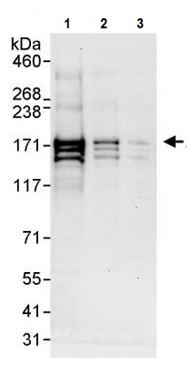 Western blot - Anti-Astrin/Deepest antibody (AB241581)