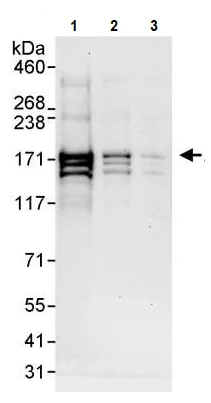Western blot - Anti-Astrin/Deepest antibody (AB241581)