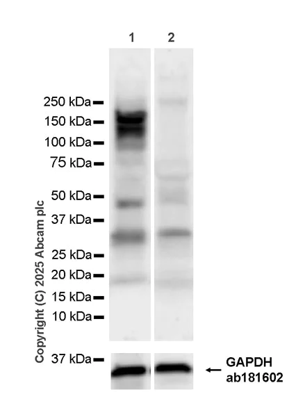 Western blot - Anti-Astrin/Deepest antibody [EPR28134-51] (AB323503)