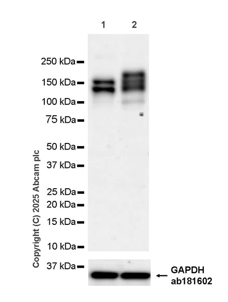 Western blot - Anti-Astrin/Deepest antibody [EPR28134-51] (AB323503)