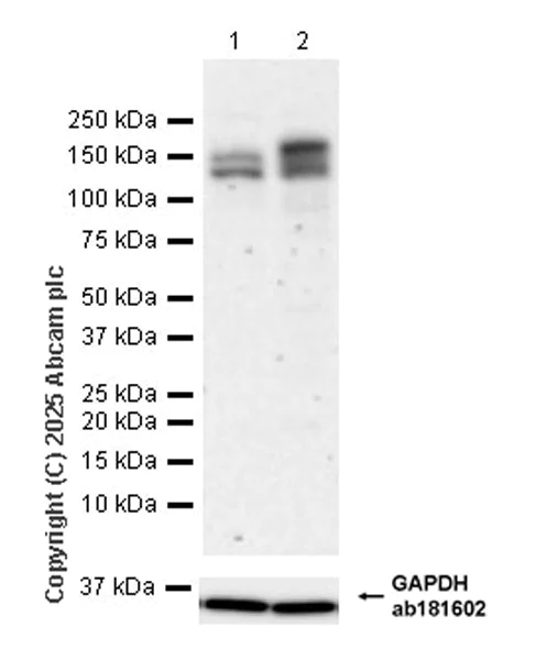 Western blot - Anti-Astrin/Deepest antibody [EPR28134-51] (AB323503)