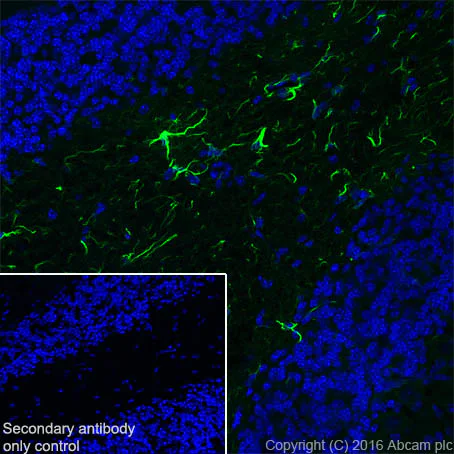 Immunocytochemistry/ Immunofluorescence - Astrocyte Marker (ALDH1L1, EAAT1, EAAT2, GFAP) Antibody Sampler Panel (AB226481)