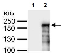 Western blot - Anti-ASXL1 antibody - N-terminal (AB228009)