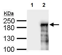 Western blot - Anti-ASXL1 antibody - N-terminal (AB228009)