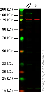 Western blot - Anti-ATAD2 antibody [EPR12730] (AB176319)