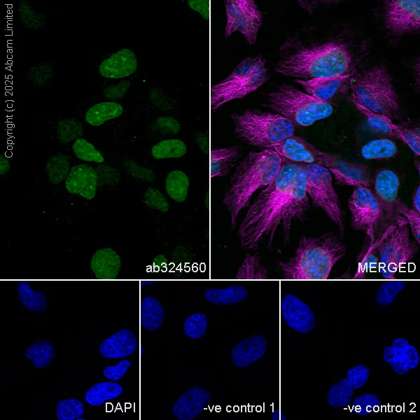 Immunocytochemistry/ Immunofluorescence - Anti-ATAD2 antibody [EPR30238-508] (AB324560)