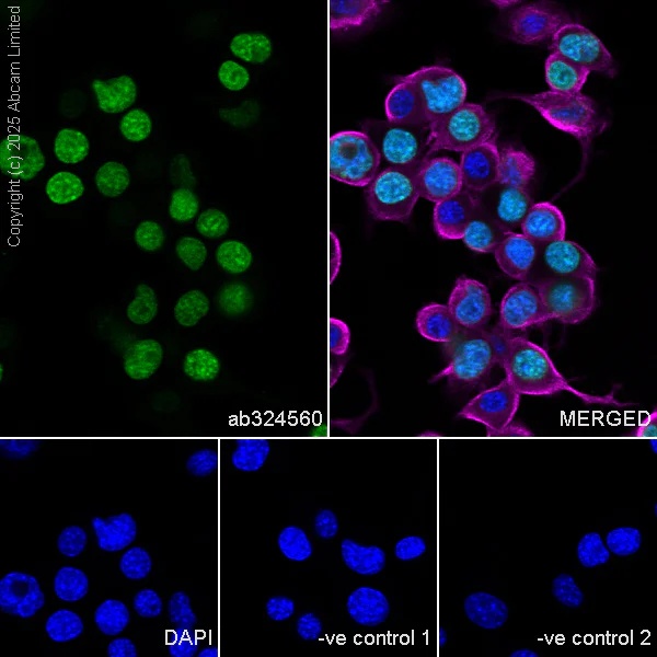 Immunocytochemistry/ Immunofluorescence - Anti-ATAD2 antibody [EPR30238-508] (AB324560)