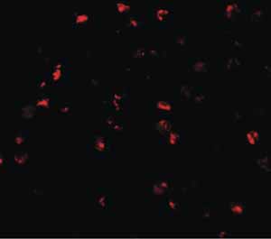 Immunocytochemistry/ Immunofluorescence - Anti-ATAD3A antibody (AB112572)