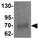 Western blot - Anti-ATAD3A antibody (AB112572)