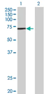 Western blot - Anti-ATAD3A antibody (AB67992)