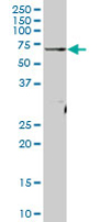 Western blot - Anti-ATAD3A antibody (AB67992)