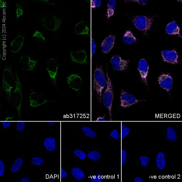 Immunocytochemistry/ Immunofluorescence - Anti-ATAD3A antibody [EPR27484-26] - BSA and Azide free (AB317253)