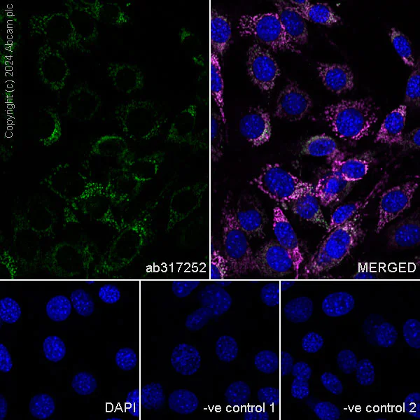 Immunocytochemistry/ Immunofluorescence - Anti-ATAD3A antibody [EPR27484-26] - BSA and Azide free (AB317253)