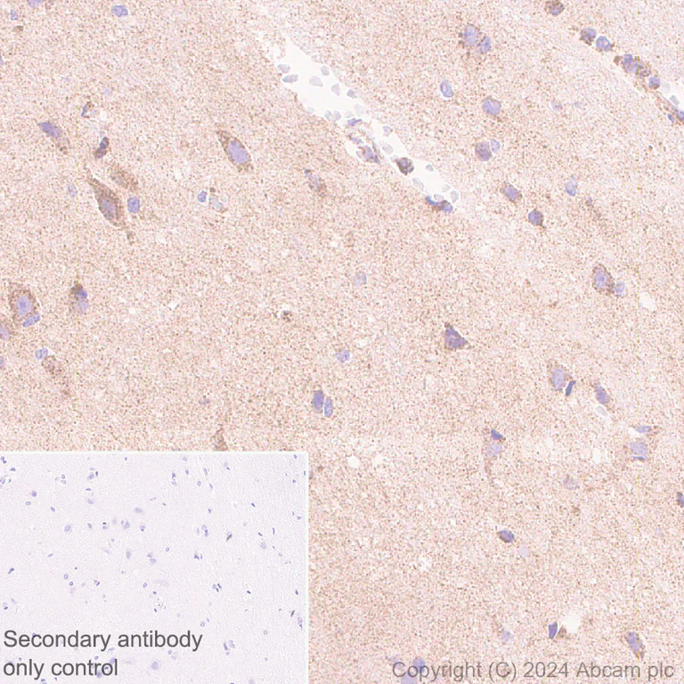 Immunohistochemistry (Formalin/PFA-fixed paraffin-embedded sections) - Anti-ATAD3A antibody [EPR27484-26] - BSA and Azide free (AB317253)