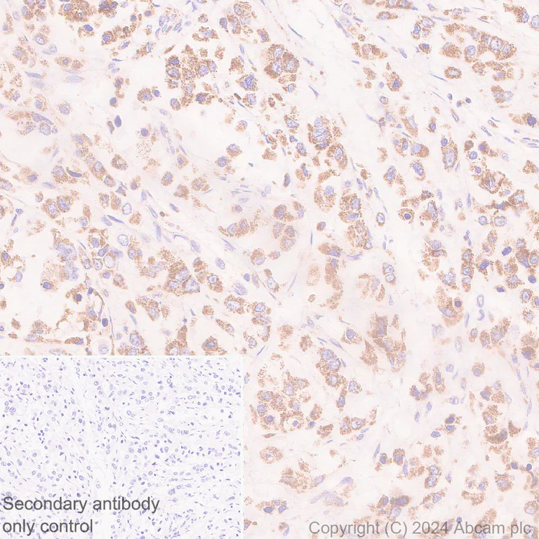 Immunohistochemistry (Formalin/PFA-fixed paraffin-embedded sections) - Anti-ATAD3A antibody [EPR27484-26] - BSA and Azide free (AB317253)