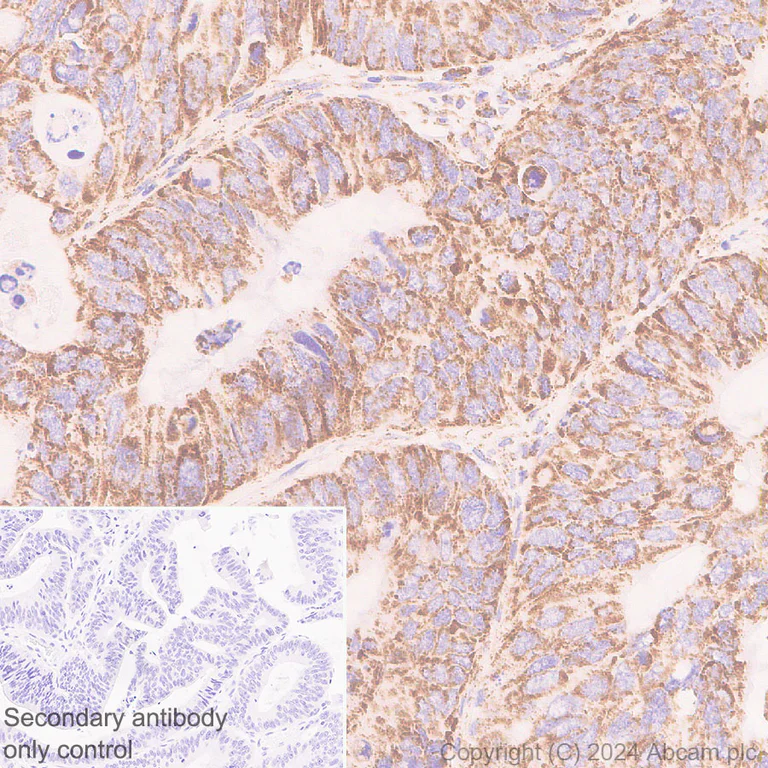 Immunohistochemistry (Formalin/PFA-fixed paraffin-embedded sections) - Anti-ATAD3A antibody [EPR27484-26] - BSA and Azide free (AB317253)
