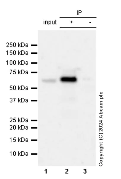 Immunoprecipitation - Anti-ATAD3A antibody [EPR27484-26] - BSA and Azide free (AB317253)