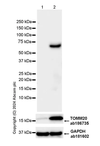 Western blot - Anti-ATAD3A antibody [EPR27484-26] - BSA and Azide free (AB317253)