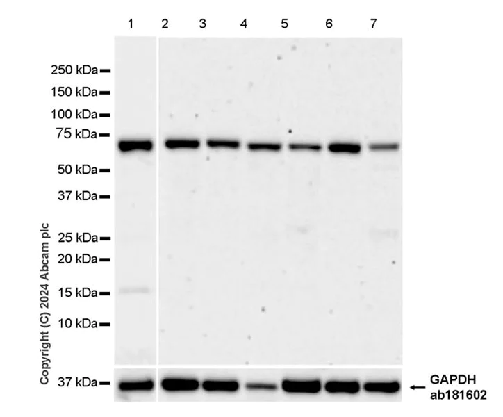 Western blot - Anti-ATAD3A antibody [EPR27484-26] - BSA and Azide free (AB317253)