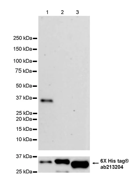 Western blot - Anti-ATAD3A antibody [EPR27484-26] - BSA and Azide free (AB317253)